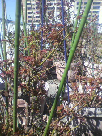 P1009340ÑòÄêÁ°¤Ë²ê¿á¤¤¬»Ï¤Þ¤Ã¤¿
