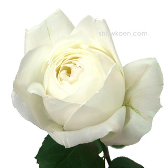 ¥¯¥í¥Ã¥·¥å ¥É ¥Þ¥ê¥¢¡¼¥¸¥å20101226_1497982
