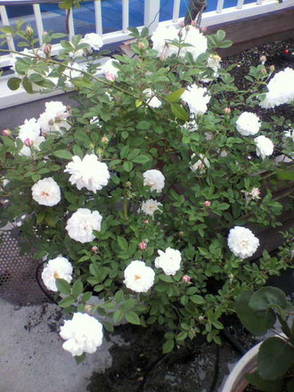 P1004379¥í¥µ¡¦¥ª¥É¥é¡¼¥¿