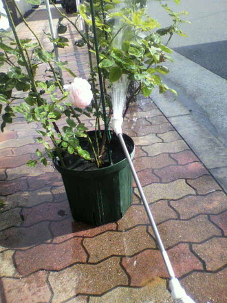 P1004845¶¯¥·¥ã¥ï¡¼£²