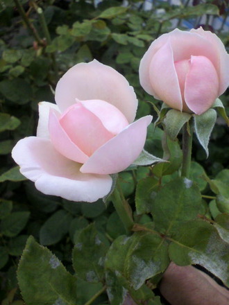 P1004833¥»¥ó¥È¥»¥·¥ê¥¢