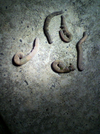 P1003504Ìë²ó¤ê£¹Æü