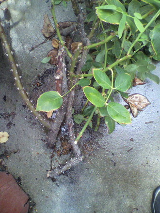 P1003423¸Å»Þ¤ÎÀÚ½ü£³