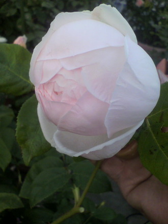 P1006701¥»¥ó¥È¥»¥·¥ê¥¢