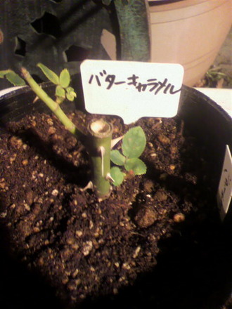 P1008829¥Ð¥¿¡¼¥¥ã¥é¥á¥ë