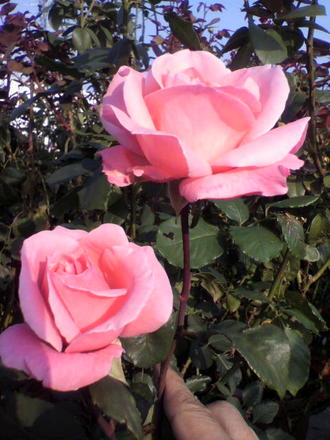 ¥¯¥¤¡¼¥ó¥¨¥ê¥¶¥Ù¥¹