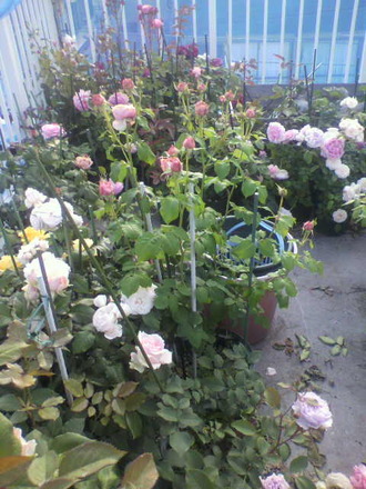 P1008447²°¾åÉ÷·Ê£³