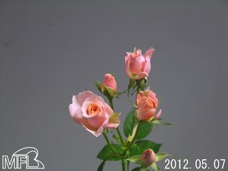 ¥Ê¥®¥¢¥×¥ê¥³¥Ã¥È¥é¥Ö