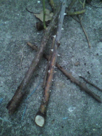 P1004996»Þ¸Ï¤ìÉÂÀÚ½ü