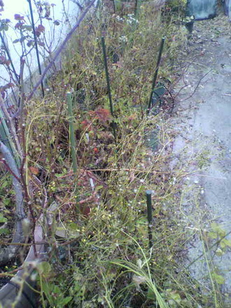 P1005418Àڲּ拾¡¼¥Ê¡¼