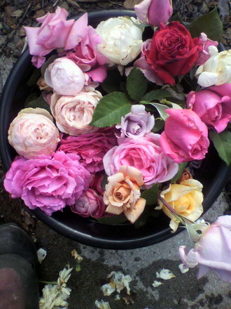 P1005329Ä«¤Î¼ý³Ï