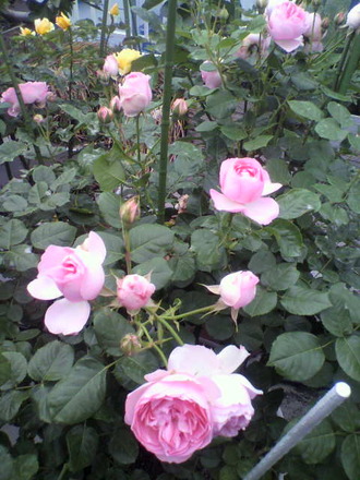 P1004508¥®¥£¡¦¥É¥¥¡¦¥â¡¼¥Ñ¥Ã¥µ¥ó