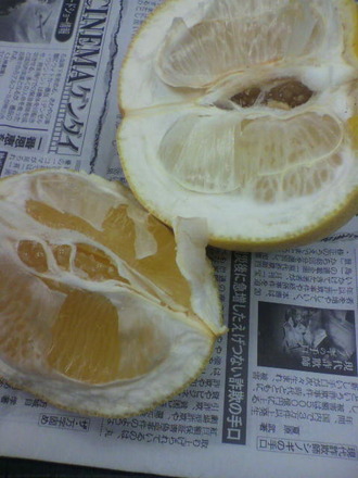 P1005568¥á¥í¥¦¥´¡¼¥ë¥ÉÈþÌ£¤·¤¤