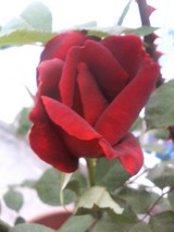 ¥ª¥¯¥é¥Û¥Þ