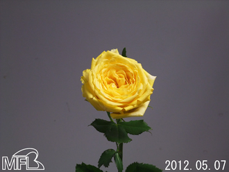 ¥´¡¼¥ë¥Ç¥ó¥·¥ã¥¤¥ó