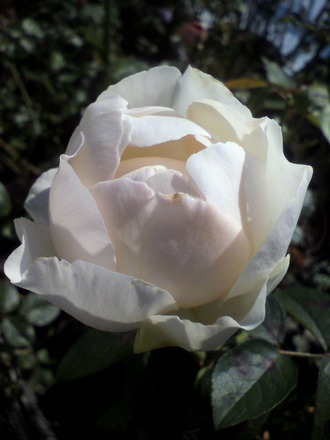 P1003881¥¤¥Ö¡¦¥·¥ã¥ó¥Æ¥Þ¥ê¡¼