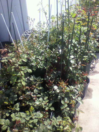 P1005852Àڲּ