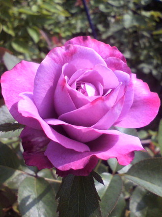 P1004962¥Ö¥ë¡¼¥ê¥Ð¡¼