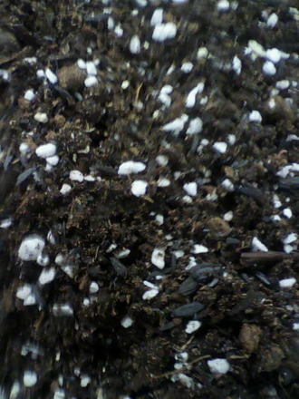 P1007881¹¹¿·¥µ¥×¥êºî¤ê£³