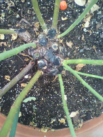 P1008591»Þ¸Ï¤ìɤμêÅö¤Æ£³
