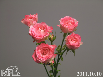 ¥¦¥£¥Ã¥·¥ó¥°¥¼¥Ö¥é