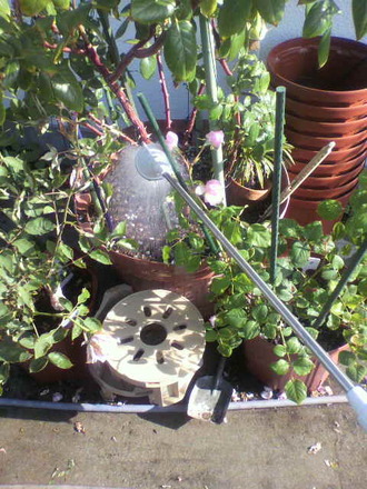 P1008528¿å¤ä¤ê