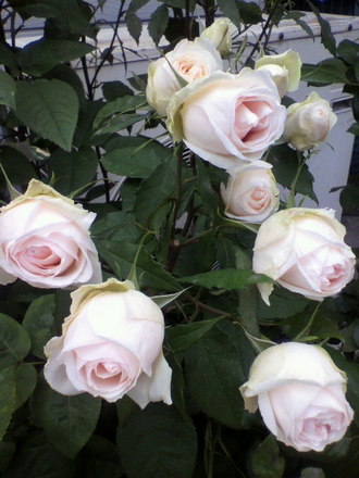 ¥é¡¦¥¸¥ç¥³¥ó¥À