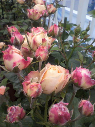 P1004481£Í¡¦¥Ü¥ë¥Ü¥í¥ó