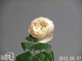 ¥¦¥£¥Ã¥·¥å¥Ë¡¼¥Ê