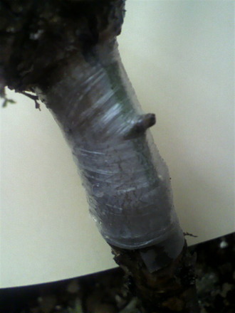 P1004192²êÀܤ®ÉÄ£²