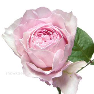¥·¥§¥ê¥ë¡Ê¥Í¥ª¥¢¥ó¥Æ¥£¡¼¥¯¥¹¥£¡¼¥È¡Ë20110212_1903435