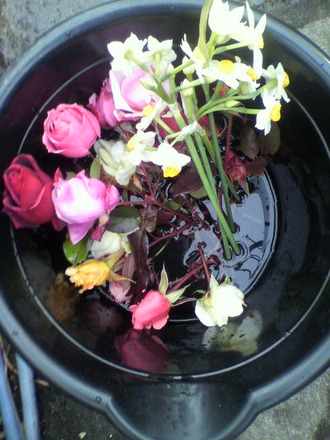 P1004141Ä«¤Î¼ý³Ï