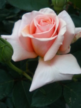 ¥µ¥ó¥»¥Ã¥È¥»¥ì¥Ö¥ì¡¼¥·¥ç¥ó
