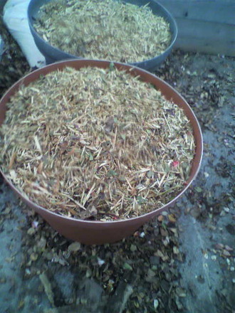 P1005417ÑòÄê»Þ¥Á¥Ã¥×
