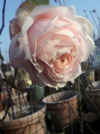 P1007658¥Ò¥«¥ë