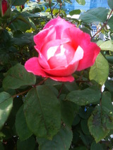 ¥Ù¥ó¥¸¥ã¥ß¥ó¥Ö¥ê¥Æ¥óé²