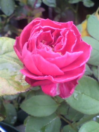 P1007190¥¶¡¦¥¹¥¯¥ï¥¤¥¢