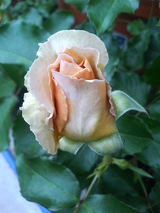 JRATIN
