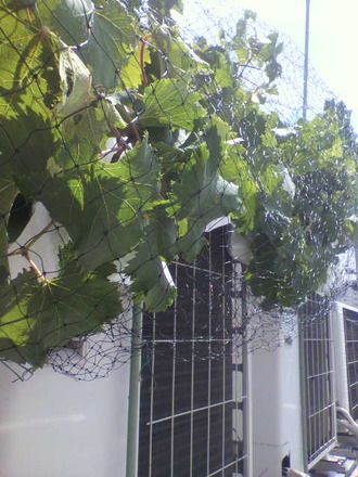 P1004756¥Ö¥É¥¦¤ÎËÉÄ»¥Í¥Ã¥È