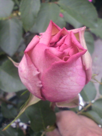 P1008362¥¤¥Ö¥«¥Î¥ó