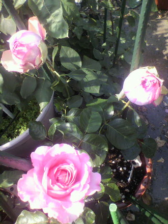 P1008535¥·¥ã¥é¥Ð¡¼¥ë