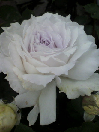 P1004425¥¬¥Ö¥ê¥¨¥ë