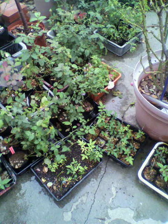 P1005314²°¾å¤Ë°Ü¤·¤¿ÉĤ¿¤Á£²