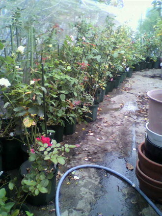 P1005315²°¾å¤Ë°Ü¤·¤¿ÉĤ¿¤Á