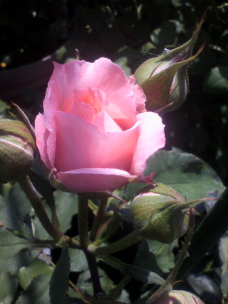 P1008539¥³¥é¡¼¥æ¡¦¥¸¥å¥ì