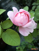 ¥Á¥ã¡¼¥ë¥º¥ì¥Ë¡¼¥Þ¥Ã¥¥ó¥È¥Ã¥·¥å