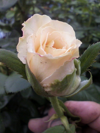 P1003382¥ì¥Ç¥£¡¼¥Á¥ã¥Ú¥ë
