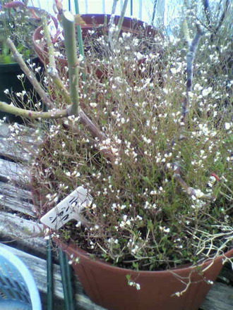 P1004248»¨Á𤬡Á