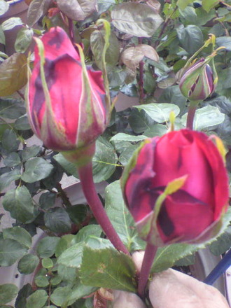 P1005944¥¢¥ì¥Ã¥¯¥¹¥ì¥Ã¥É