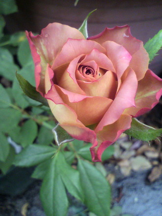 P1003229¥Æ¥Ê¥Á¥å¡¼¥ë